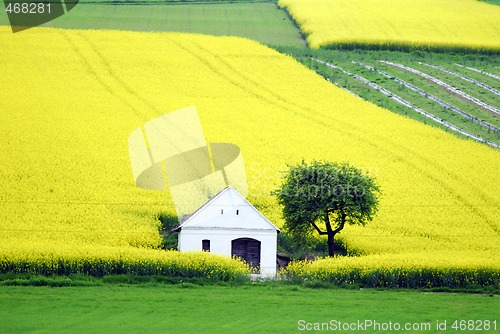 Image of Rape field