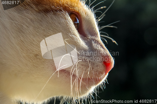 Image of Portrait of red and white cat.