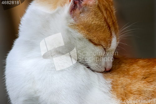 Image of Red and white cat lying.