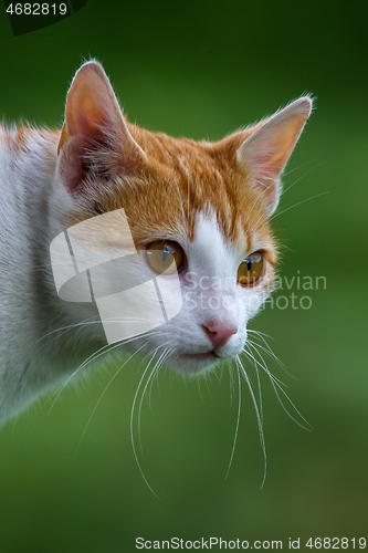 Image of Portrait of red and white cat.