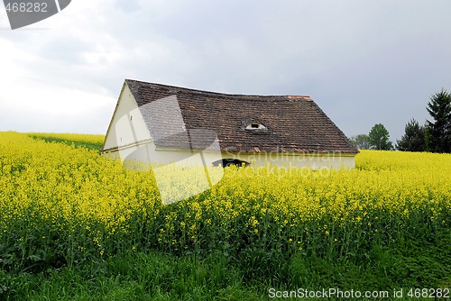 Image of Rape field