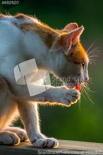 Image of Red and white at washing.