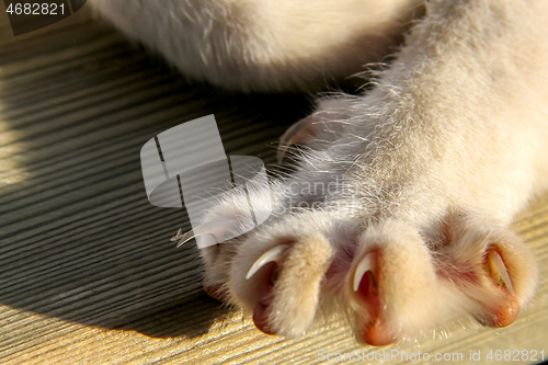 Image of Cats paw with sharp nails.