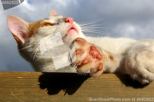 Image of Red and white lying cat.