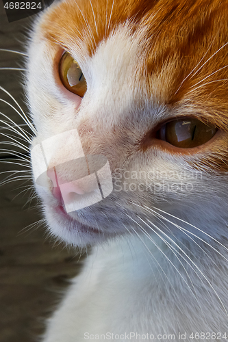 Image of Portrait of red and white cat.