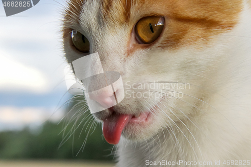 Image of Portrait of red and white cat.