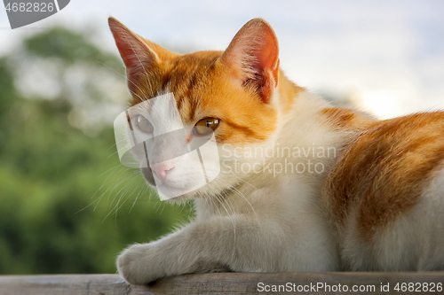 Image of Red and white cat in nature.