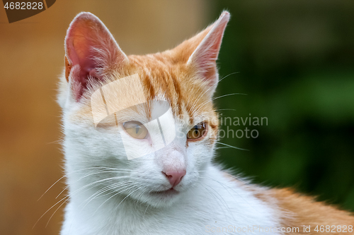 Image of Portrait of red and white cat.