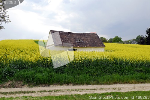 Image of Rape field