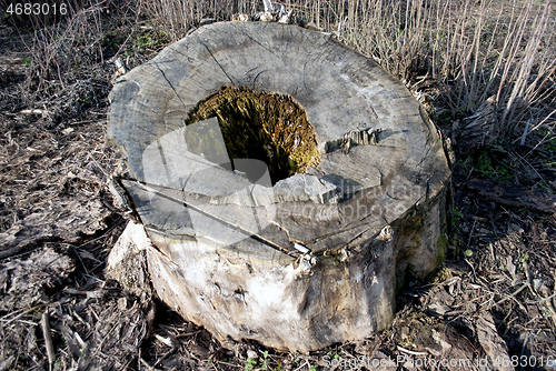 Image of old poplar stump