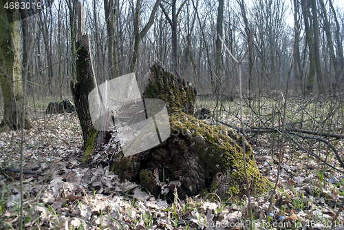 Image of broken stump covered with green moss