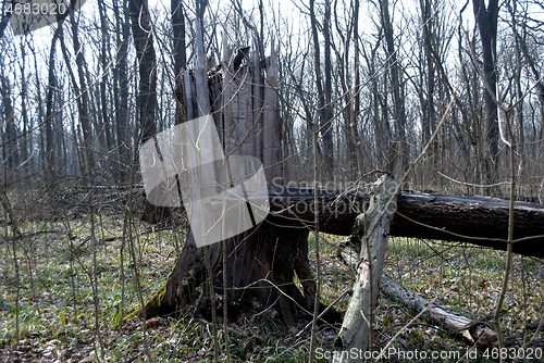 Image of broken tree in the forest on a background of trees