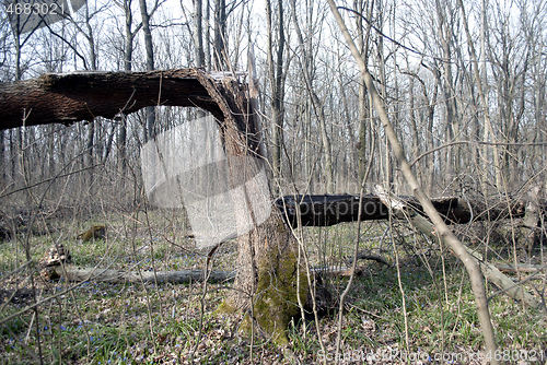 Image of broken tree in the forest