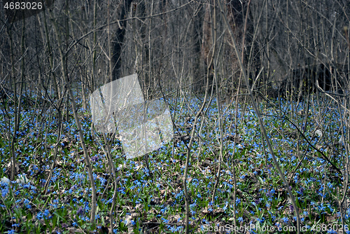 Image of snowdrops in the forest