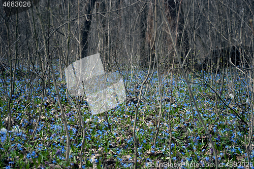 Image of snowdrops in the forest