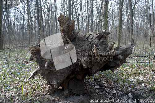Image of tree root torn from the ground