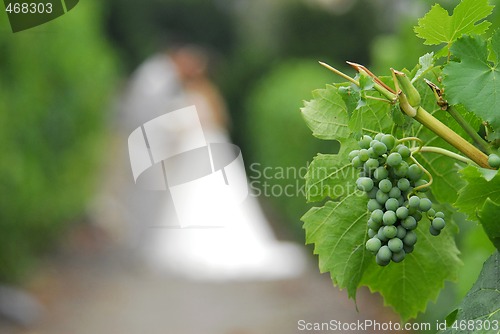 Image of Grapes