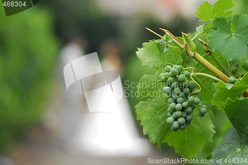 Image of Grapes