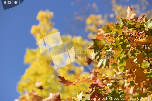 Image of Autumn in Norway