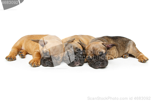 Image of cute french bulldog puppies sleeping