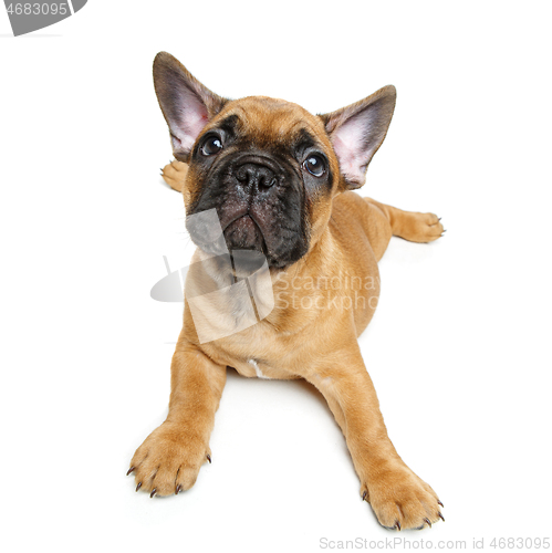 Image of cute french bulldog puppy