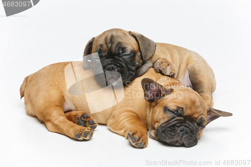 Image of cute french bulldog puppies sleeping