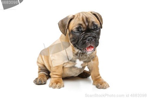 Image of cute french bulldog puppy