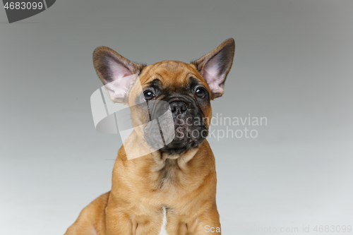 Image of cute french bulldog puppy