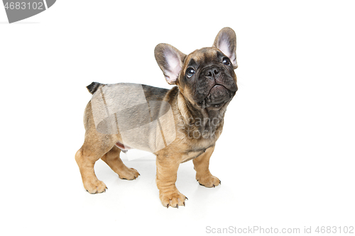 Image of cute french bulldog puppy