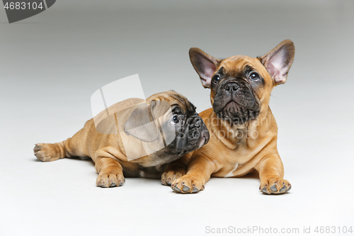 Image of cute french bulldog puppies