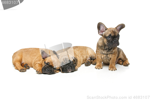 Image of cute french bulldog puppies sleeping