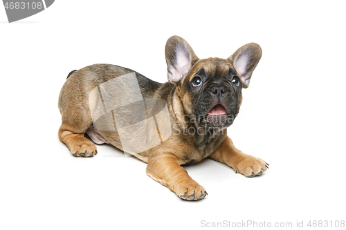 Image of cute french bulldog puppy