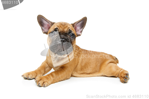 Image of cute french bulldog puppy