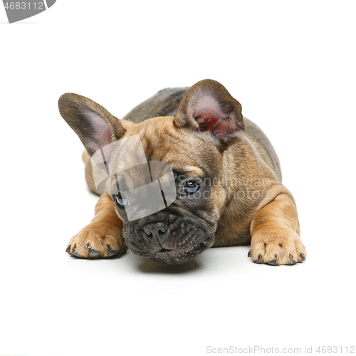 Image of cute french bulldog puppy