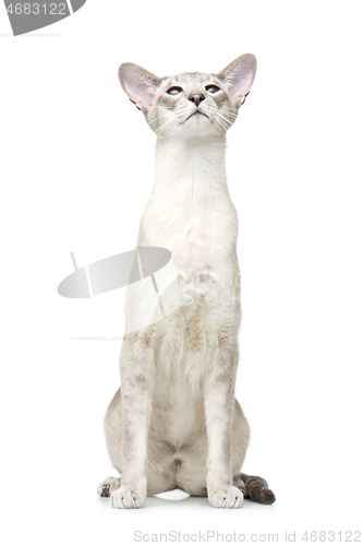 Image of Beautiful oriental siam cat