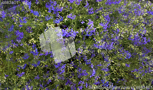 Image of blue flowers and green stems