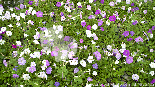 Image of flowers of different colors