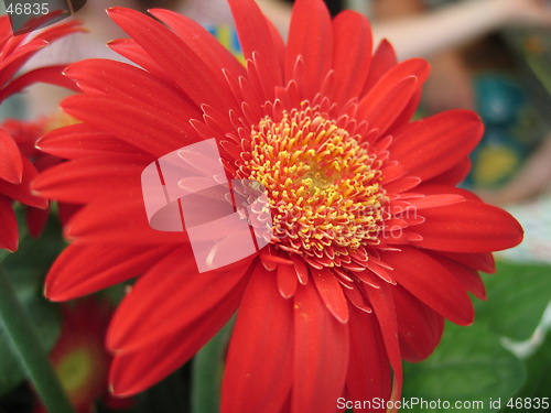 Image of Gerbera Flower