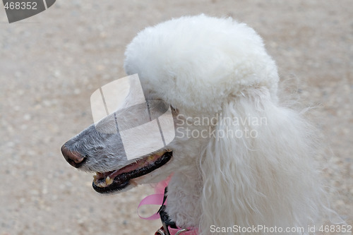 Image of Stately Poodle