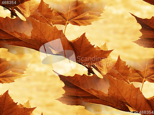 Image of Maple leaf 2