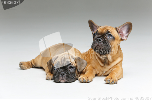 Image of cute french bulldog puppies