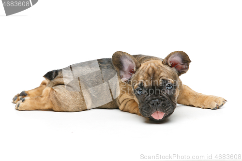 Image of cute french bulldog puppy