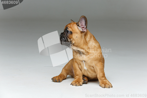 Image of cute french bulldog puppy