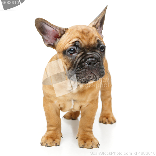 Image of cute french bulldog puppy