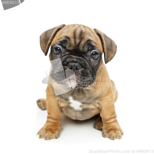 Image of cute french bulldog puppy