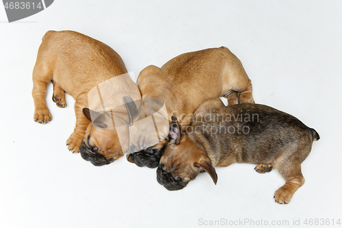 Image of cute french bulldog puppies sleeping