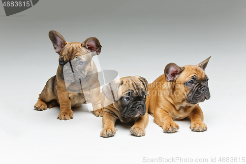 Image of cute french bulldog puppies