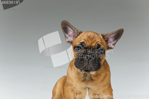 Image of cute french bulldog puppy