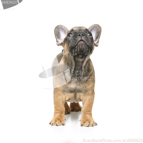 Image of cute french bulldog puppy