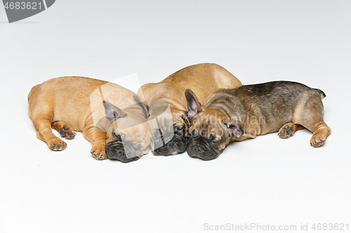 Image of cute french bulldog puppies sleeping